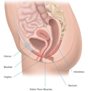 Female Pelvic Floor, Types and Causes of Pelvic Organ Prolapse
